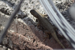 Sceloporus grammicus