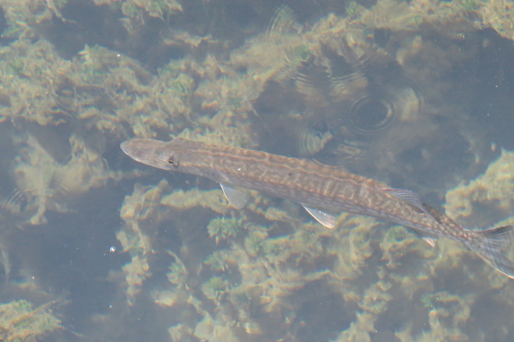 Chain Pickerel from 2501 Radium Springs Rd, Albany, GA 31705, USA on ...