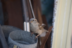Passer domesticus
