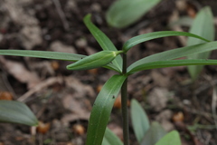 Fritillaria maximowiczii