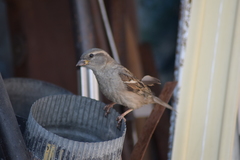Passer domesticus
