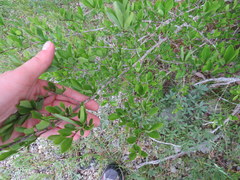 Forestiera ligustrina