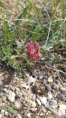 Astragalus monspessulanus