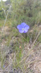 Linum narbonense