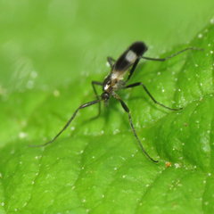 Chasmatonotus maculipennis