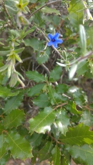 Lithodora