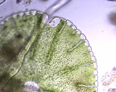 Micrasterias denticulata