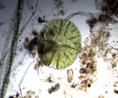 Micrasterias denticulata