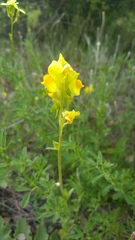 Linaria hirta