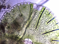 Micrasterias denticulata