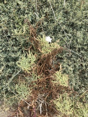 Malacothrix saxatilis implicata