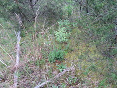 Penstemon tenuiflorus
