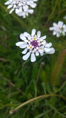 Iberis pectinata