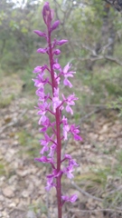 Orchis mascula laxifloriformis