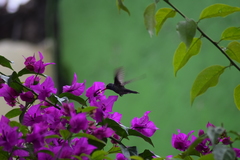 Cynanthus latirostris