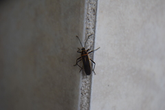 Stenomacra marginella