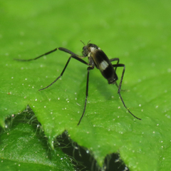 Chasmatonotus maculipennis