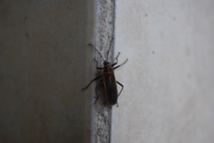 Stenomacra marginella