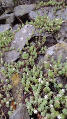 Sedum potosinum