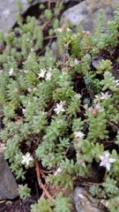 Sedum potosinum