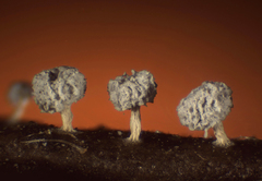 Didymium squamulosum