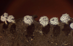 Didymium squamulosum
