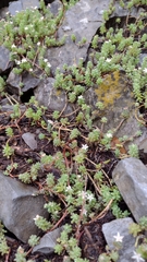 Sedum potosinum