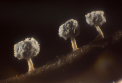 Didymium squamulosum