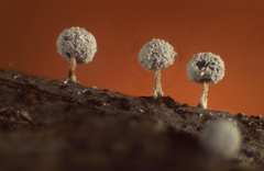 Didymium squamulosum