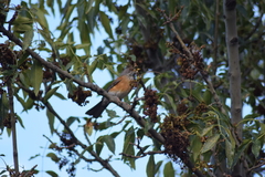 Turdus rufopalliatus