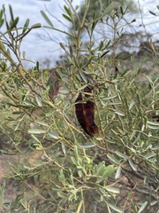 Senna artemisioides quadrifolia