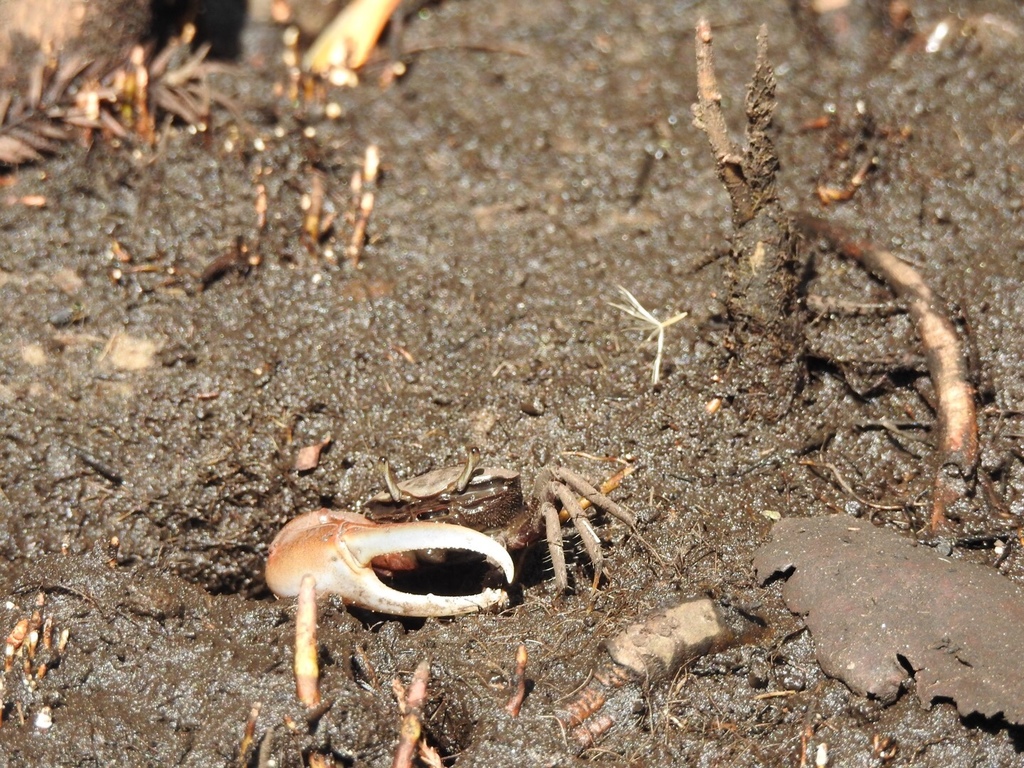 Atlantic Sand Fiddler Crab from Jonathan Dickinson State Park, Hobe ...
