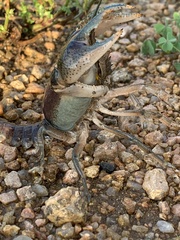 Procambarus steigmani