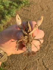 Procambarus steigmani