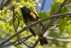 Setophaga ruticilla image