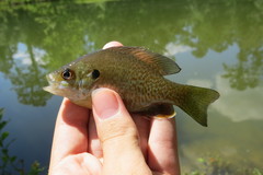 Lepomis macrochirus × cyanellus
