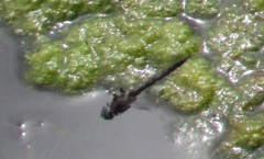 Epitheca petechialis