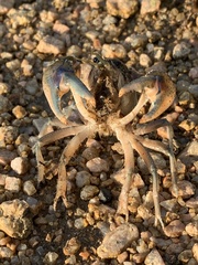 Procambarus steigmani