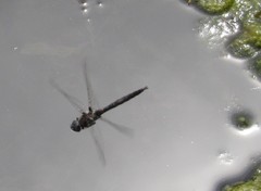 Epitheca petechialis