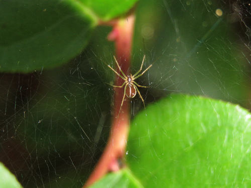 Dana Sheet-web Micro-weaver