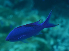 Mirolabrichthys pascalus