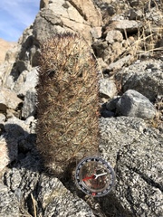 Escobaria alversonii