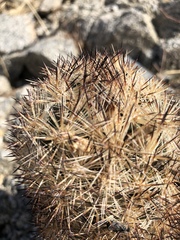 Escobaria alversonii