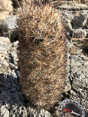 Escobaria alversonii