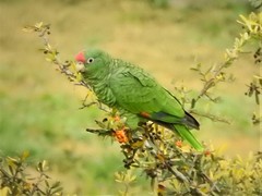 Tucuman Amazon photo 2