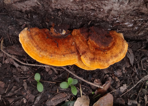 Pycnoporellus fulgens