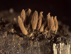 Stemonitopsis hyperopta