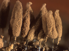 Stemonitopsis hyperopta