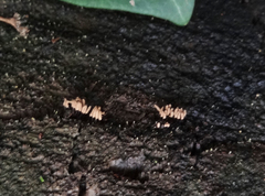 Stemonitopsis hyperopta