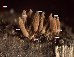 Stemonitopsis hyperopta